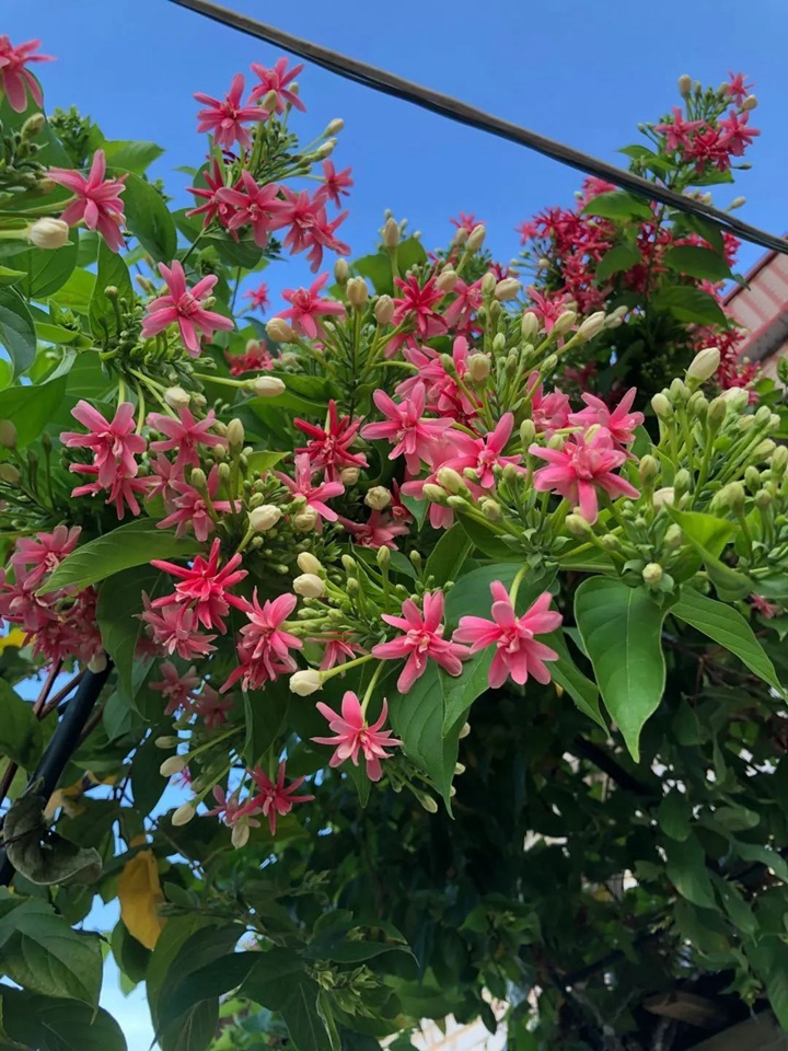 花架上的一颗使君子,点亮两广的夏天 花架上的一颗使君子,点亮两广的夏天