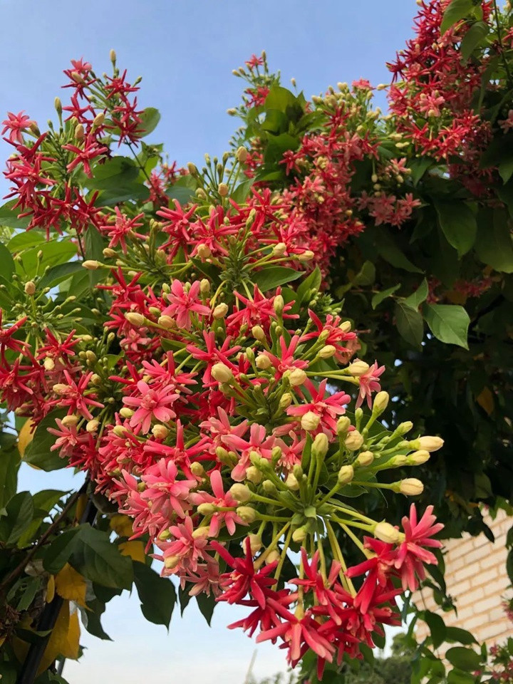 花架上的一颗使君子,点亮两广的夏天 花架上的一颗使君子,点亮两广的夏天