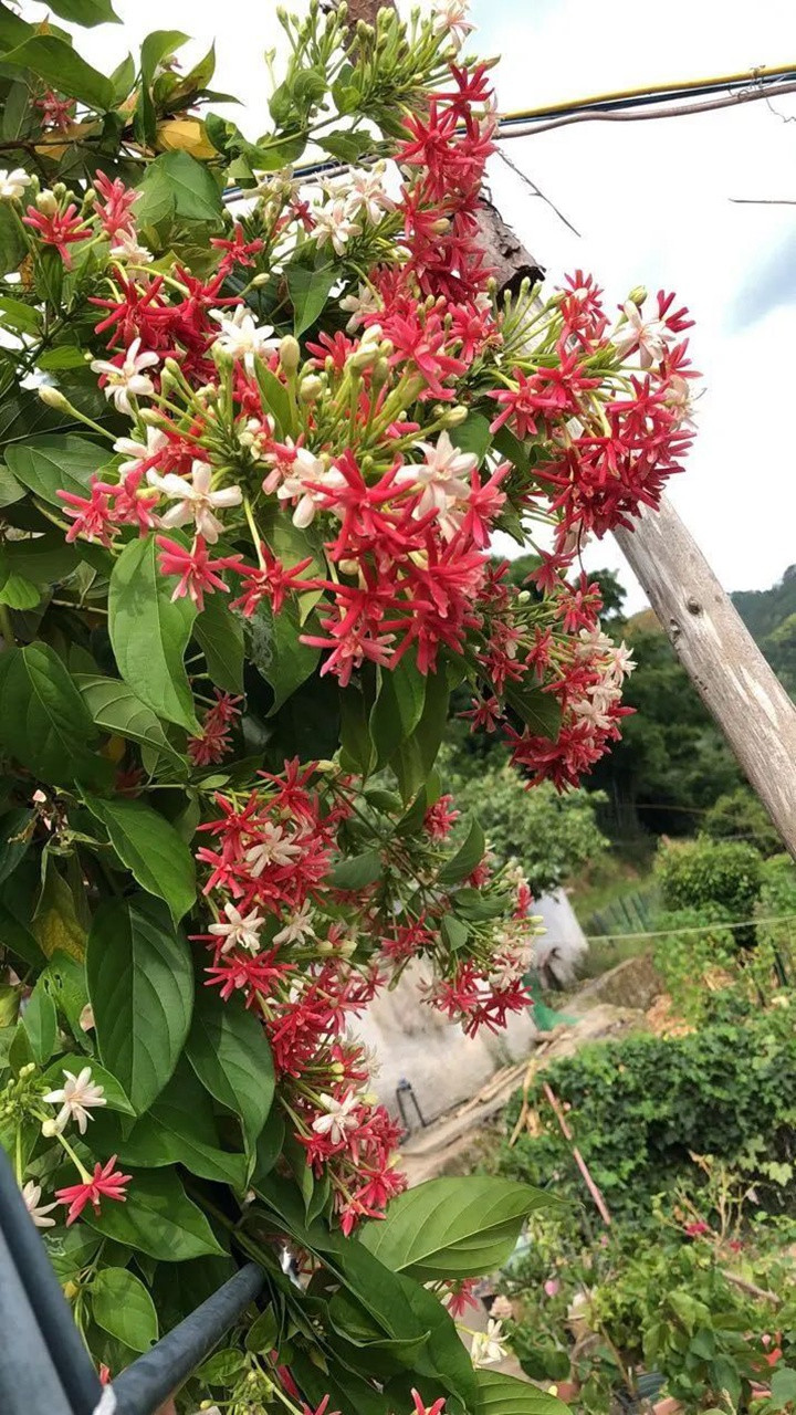 花架上的一颗使君子,点亮两广的夏天 花架上的一颗使君子,点亮两广的夏天