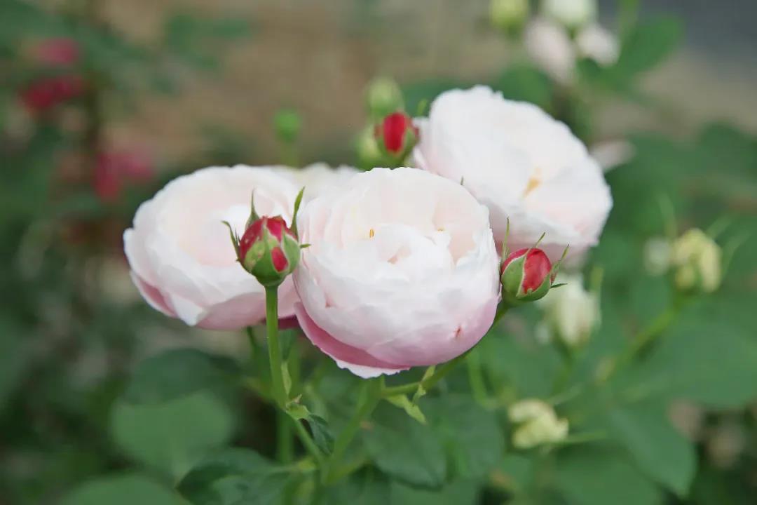 羽毛 羽毛