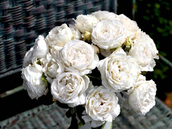 帕芙洛娃 帕芙洛娃