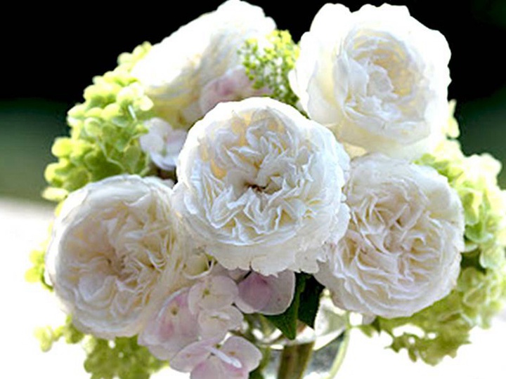 帕芙洛娃 帕芙洛娃