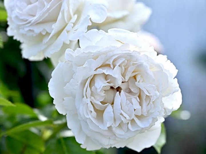 帕芙洛娃 帕芙洛娃