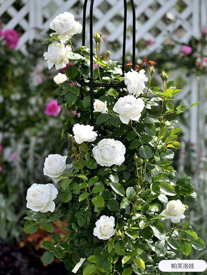 帕芙洛娃 帕芙洛娃