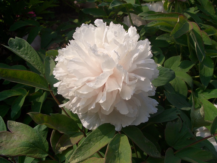 1596006285516269.jpg 景玉2146.JPG