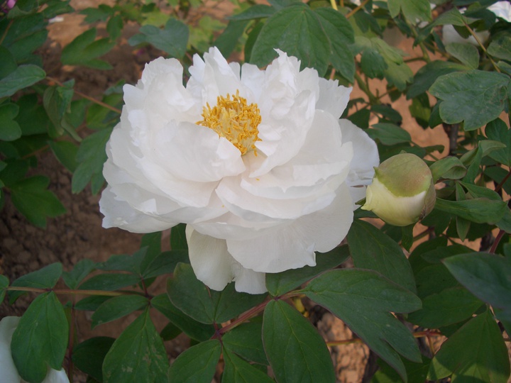 1596006353500272.jpg 雪莲2088.JPG