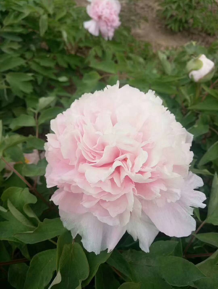 1596006578456045.jpg 粉丝.jpg