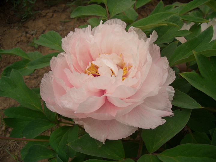 1596006654776945.jpg 咸池争春2284.JPG