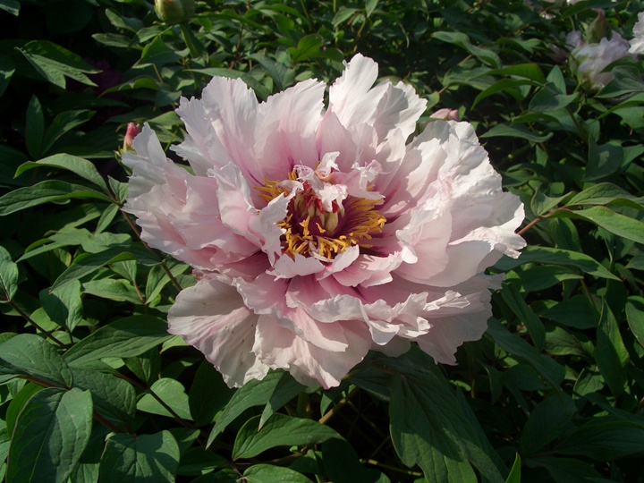 1596006683111631.jpg 玉面桃花2202.JPG