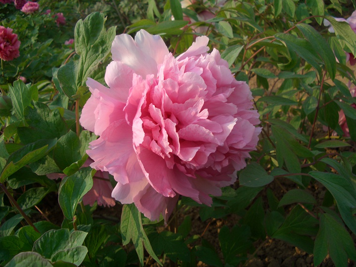 1596006723132649.jpg 醉西施2106.JPG