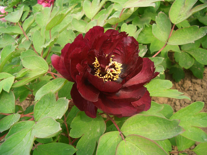 1596007108501679.jpg 黑花魁0022.JPG
