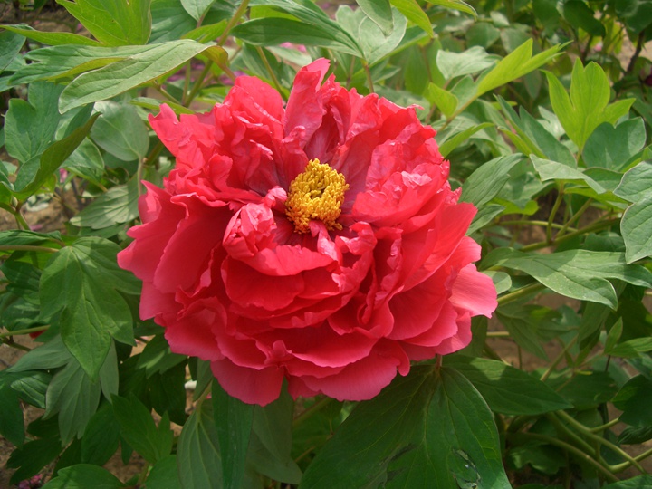 1596007989257575.jpg 虞姬艳装2220.JPG