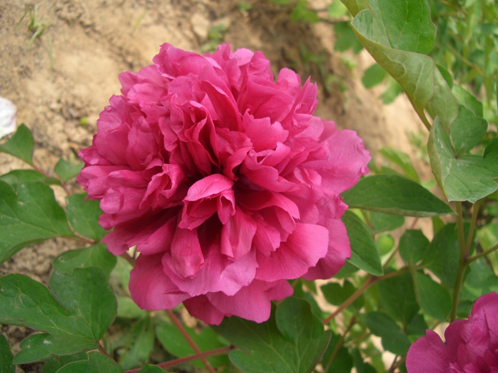 1596008074571965.jpg 天香夺锦2221.JPG
