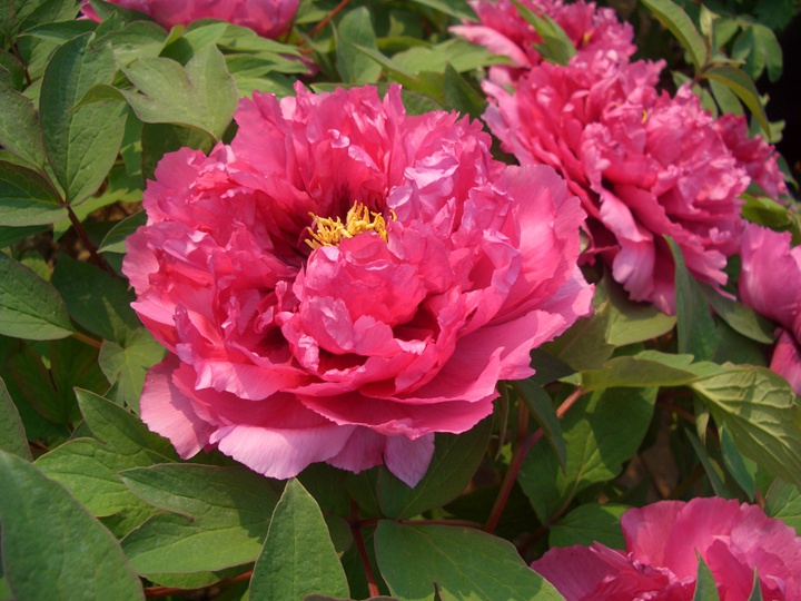 1596008086910097.jpg 桃花娇艳2111.JPG