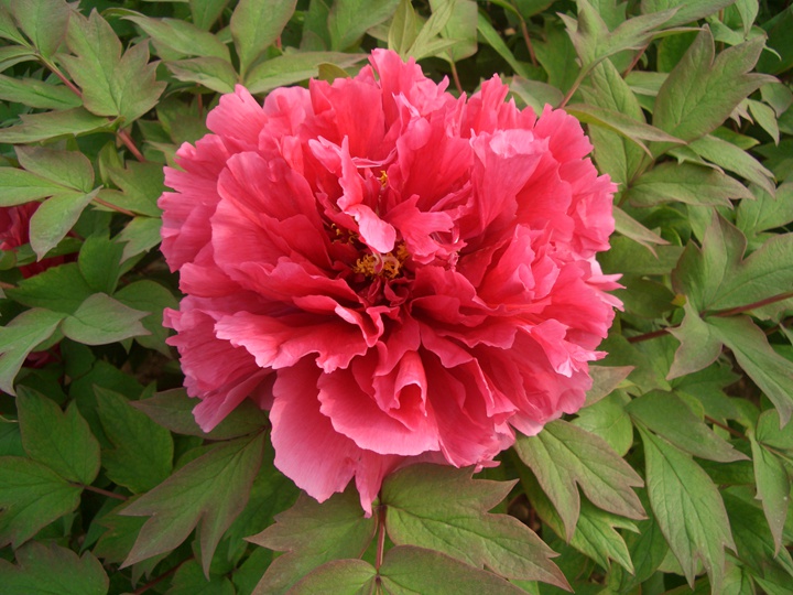 1596008126846433.jpg 花王0012.JPG