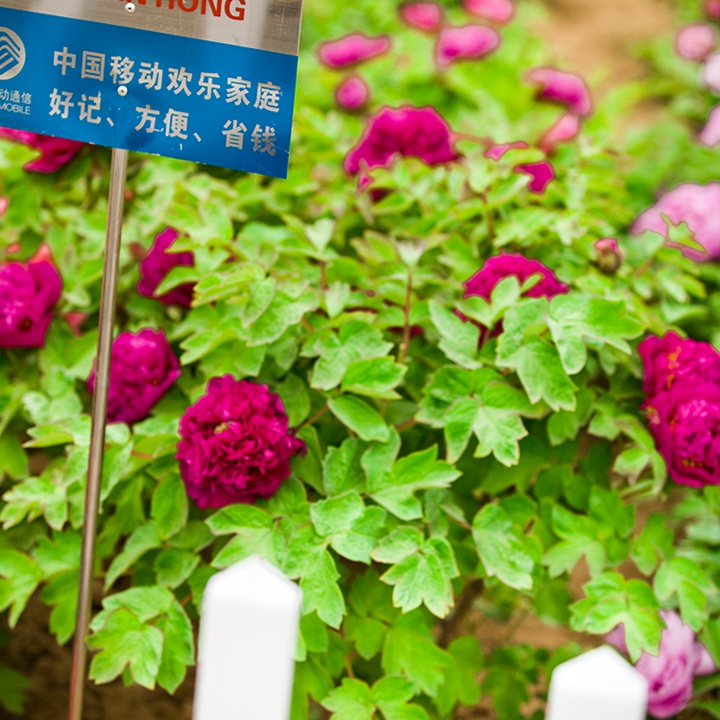 首案红 首案红