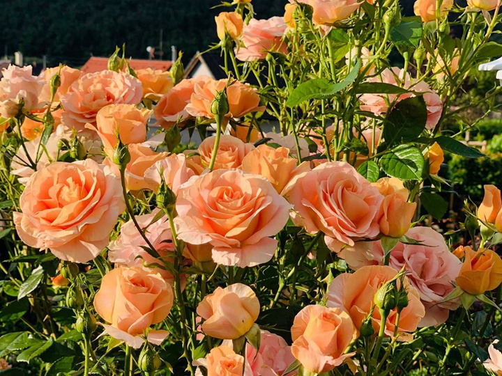 果汁花园Bengali 果汁花园Bengali