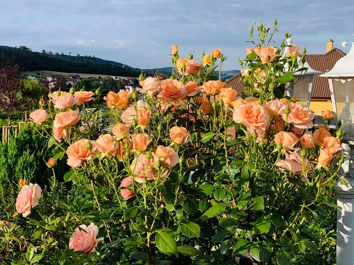 果汁花园/果汁庭院 果汁花园/果汁庭院
