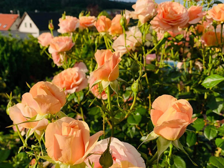 果汁花园Bengali 果汁花园Bengali