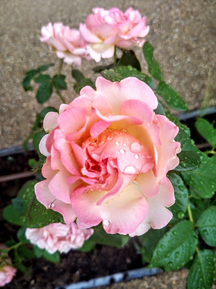 奥古斯特·艾斯科菲耶Auguste Escoffier 奥古斯特·艾斯科菲耶Auguste Escoffier