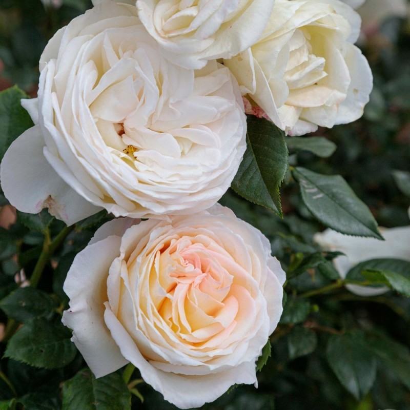 卡米叶·克洛黛尔 卡米叶·克洛黛尔