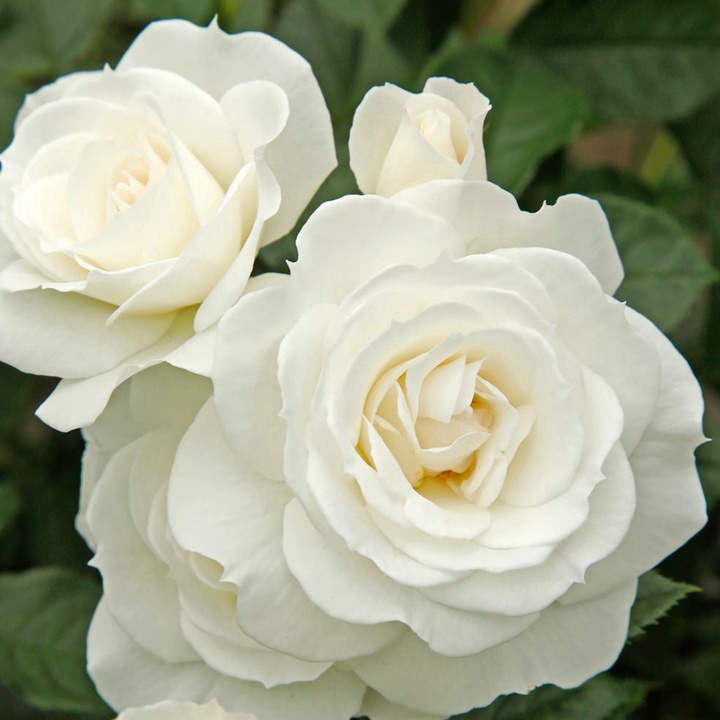 白雪公主宝宝/冰山宝宝 白雪公主宝宝/冰山宝宝