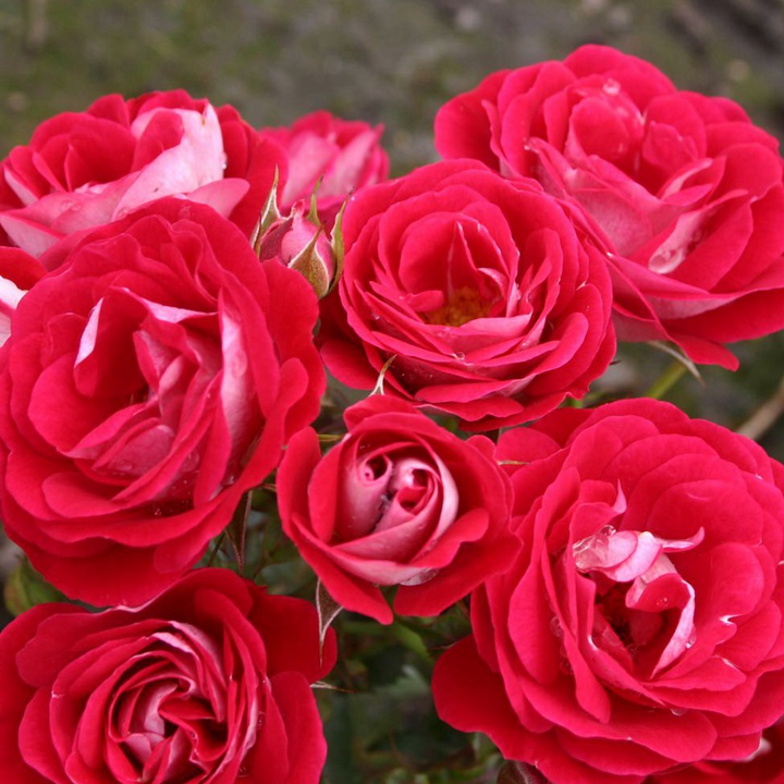 心Corazon 心Corazon