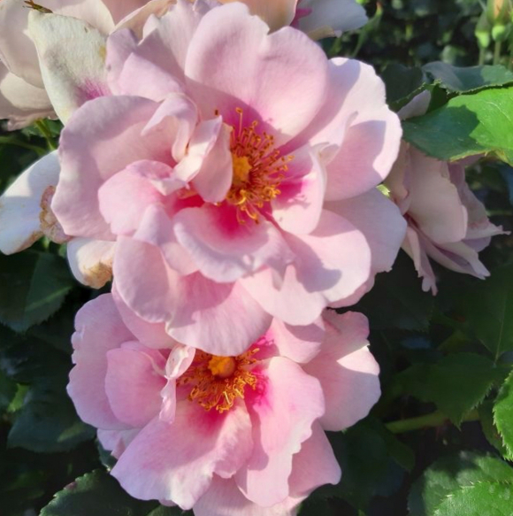 木兰Magnolia 木兰Magnolia