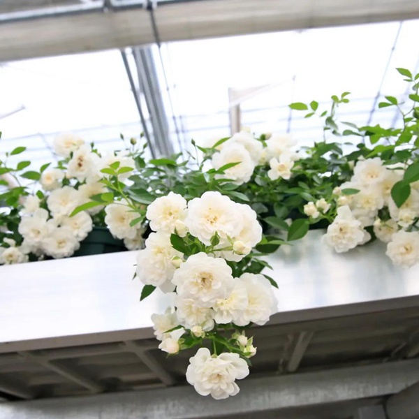 适合阳台种植的垂吊藤本月季品种推荐 适合阳台种植的垂吊藤本月季品种推荐