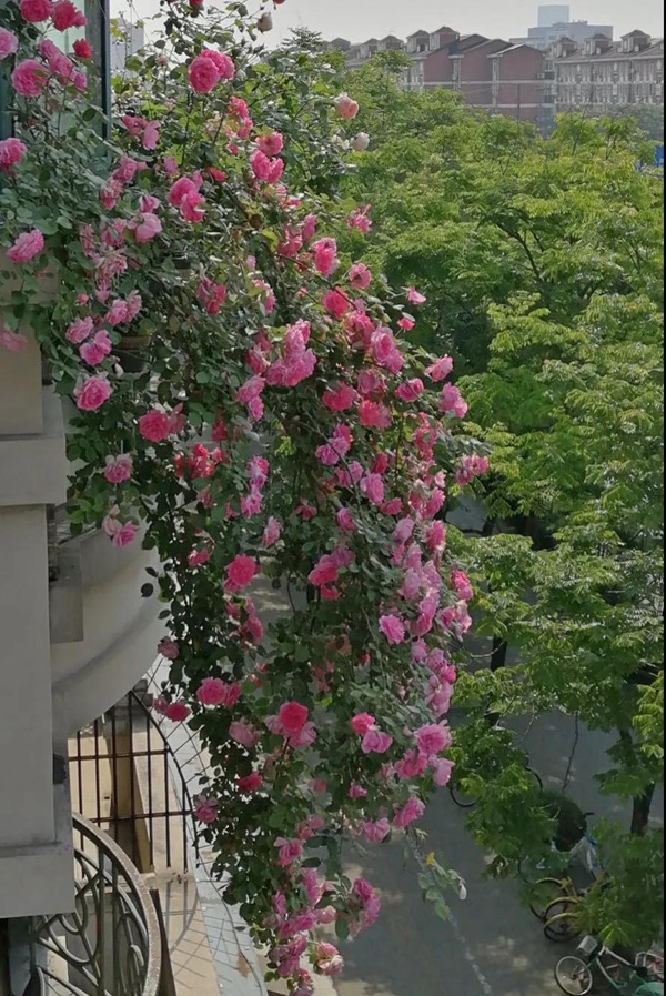 适合阳台种植的垂吊藤本月季品种推荐 适合阳台种植的垂吊藤本月季品种推荐