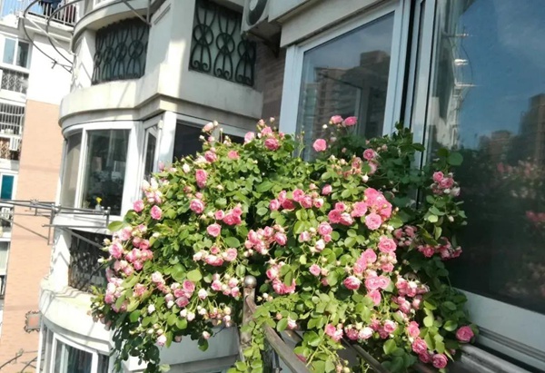 适合阳台种植的垂吊藤本月季品种推荐 适合阳台种植的垂吊藤本月季品种推荐