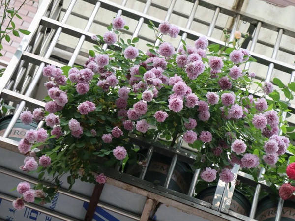 适合阳台种植的垂吊藤本月季品种推荐 适合阳台种植的垂吊藤本月季品种推荐