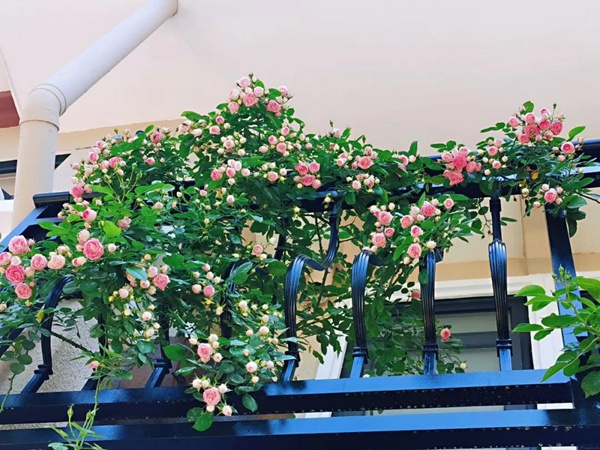 适合阳台种植的垂吊藤本月季品种推荐 适合阳台种植的垂吊藤本月季品种推荐