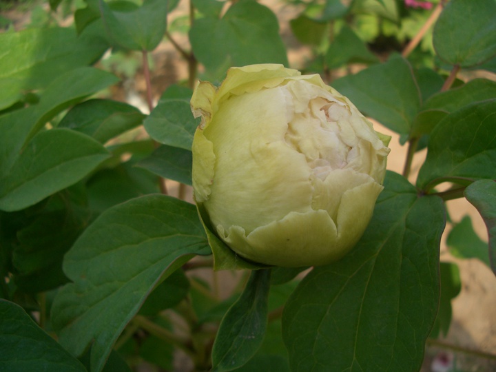 洛阳牡丹花期多长时间,什么时候去赏花好? 洛阳牡丹花期多长时间,什么时候去赏花好?