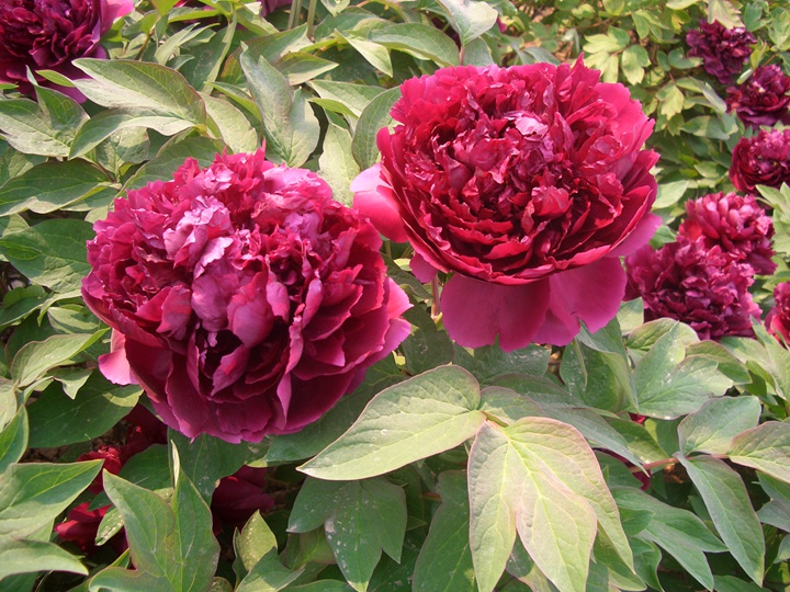 牡丹什么季节开花,花期是几月 牡丹什么季节开花,花期是几月