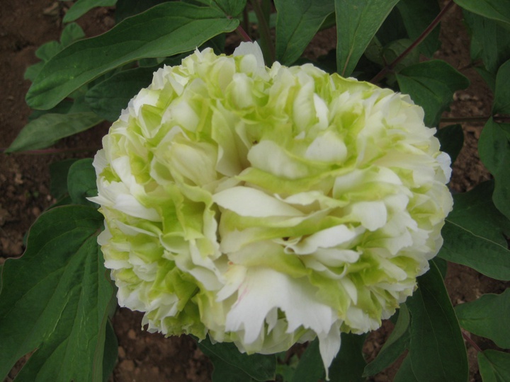 牡丹什么季节开花,花期是几月 牡丹什么季节开花,花期是几月