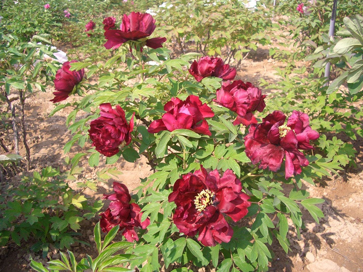 牡丹什么季节开花,花期是几月 牡丹什么季节开花,花期是几月