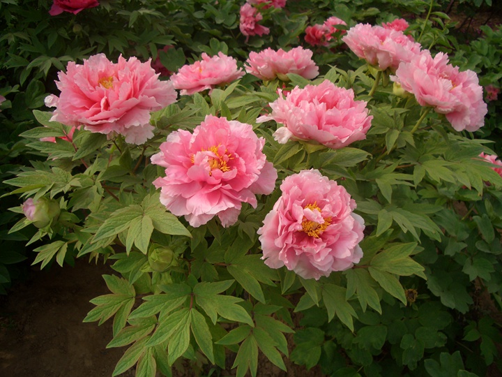 牡丹花什么季节开,观赏期有多久? 牡丹花什么季节开,观赏期有多久?