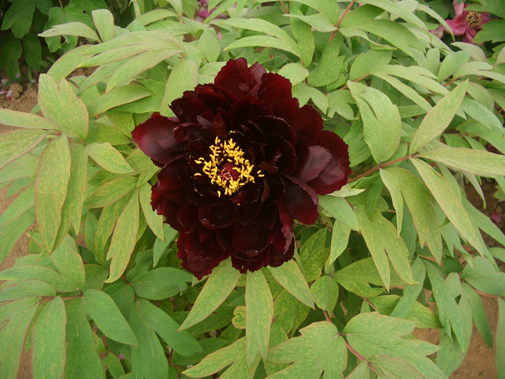牡丹花什么季节开,观赏期有多久? 牡丹花什么季节开,观赏期有多久?