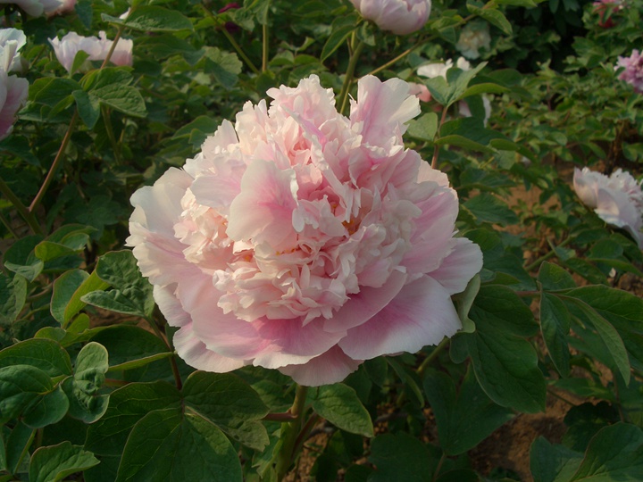 牡丹花什么季节开,观赏期有多久? 牡丹花什么季节开,观赏期有多久?