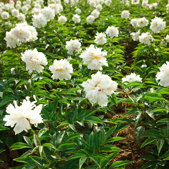 芍药 芍药