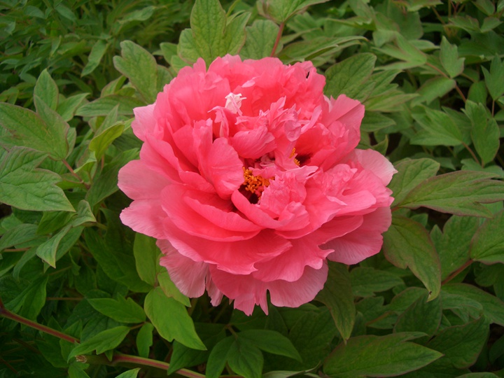 牡丹花结的籽能种吗? 牡丹花结的籽能种吗?