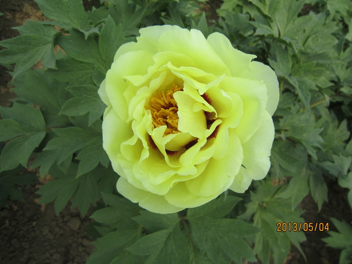 牡丹花结的籽能种吗? 牡丹花结的籽能种吗?