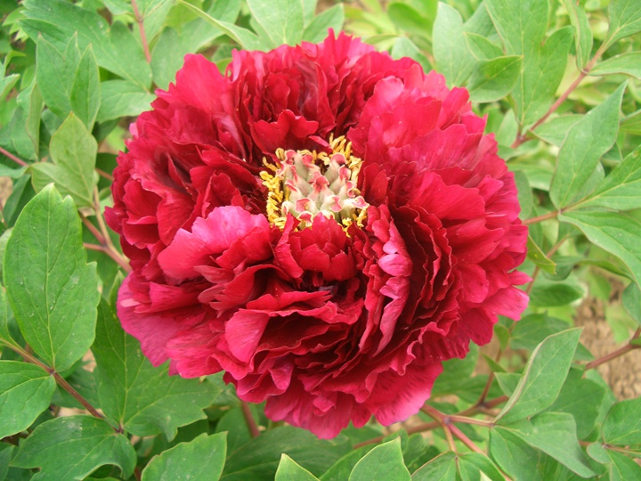 牡丹花结的籽能种吗? 牡丹花结的籽能种吗?