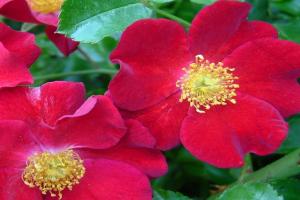 红色地毯Carpet Red