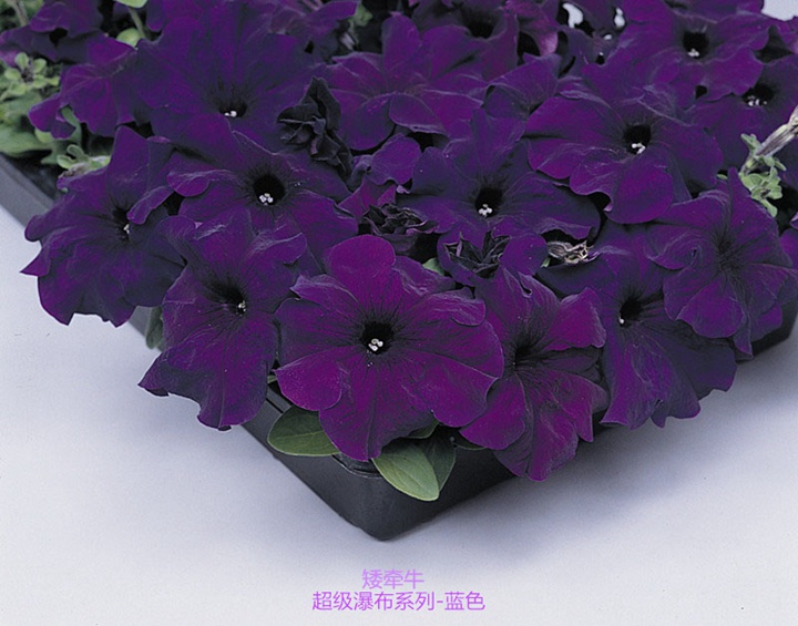 矮牵牛-超级瀑布系列 矮牵牛-超级瀑布系列