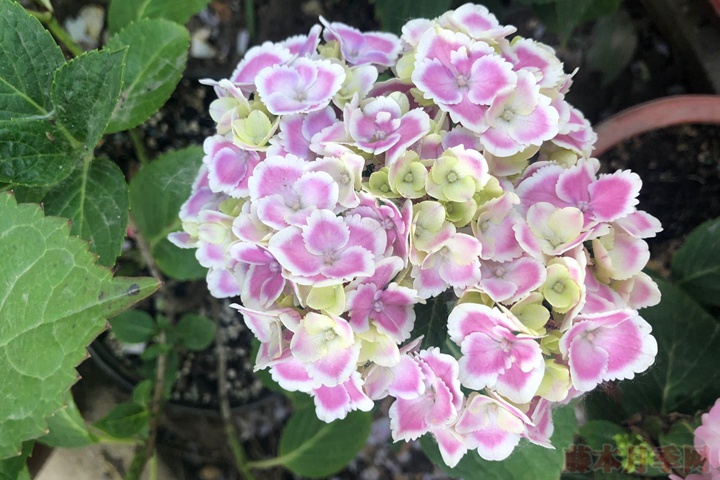 绣球花几月扦插 绣球花几月扦插