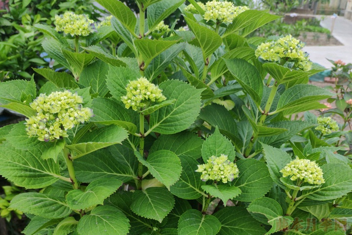 绣球花花瓣焦了怎么办 绣球花花瓣焦了怎么办