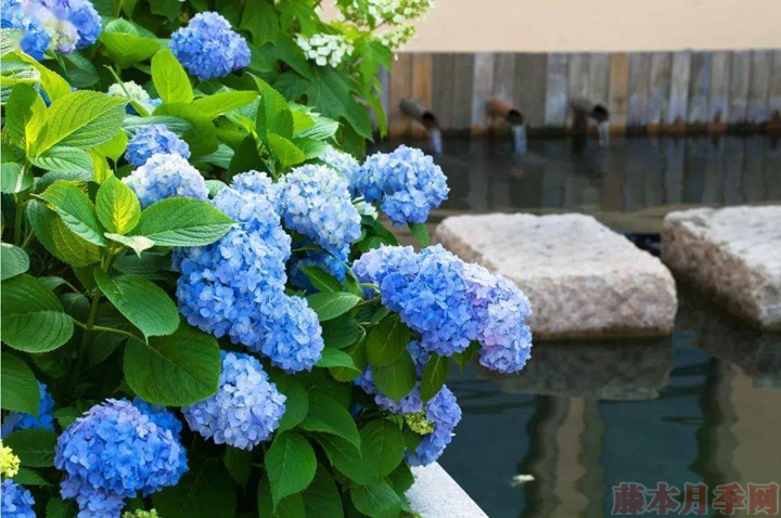 比较好养的绣球花品种 比较好养的绣球花品种