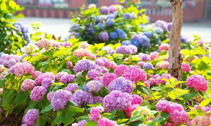 什么绣球花品种比较好 什么绣球花品种比较好